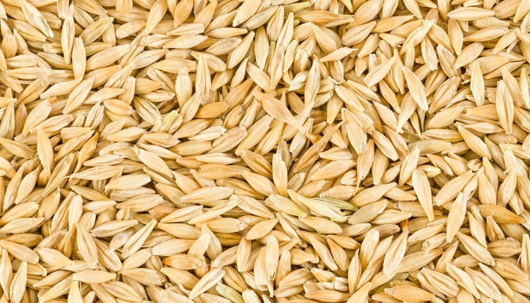 Projekt bez nazwy   Jęczmień