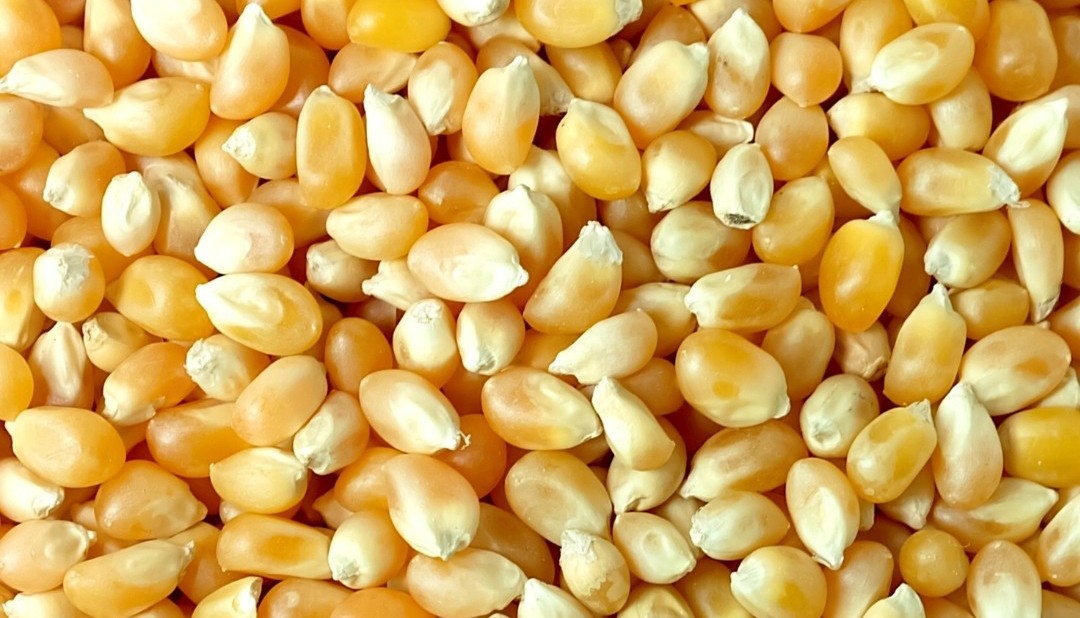 Projekt bez nazwy   Kukurydza