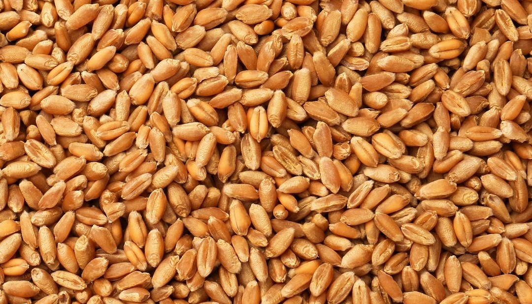 Projekt bez nazwy   Pszenica