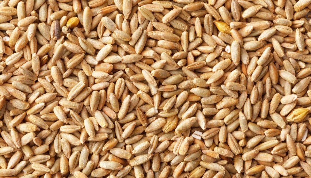 Projekt bez nazwy   Żyto