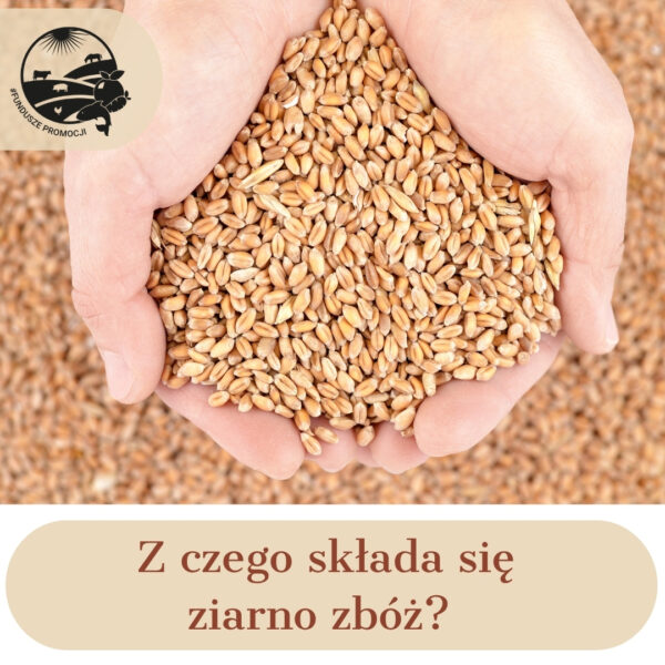 Z czego składa się ziarno zbóż  
